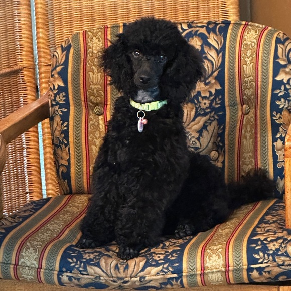 Meet your Posher, Debra - Picture 9 of 12